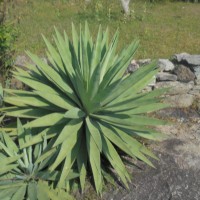 Yucca gloriosa L.